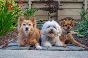 Understanding Pet Life Stages: Caring for Dogs and Cats as They Grow
